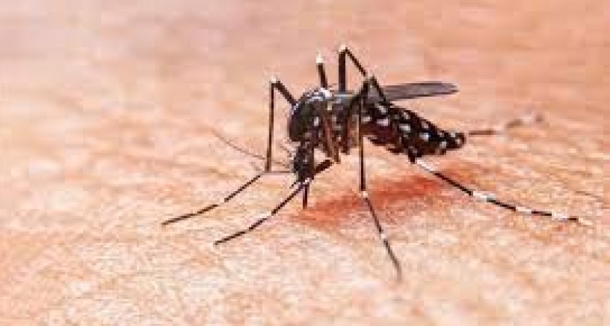 Dengue: llegan a 269 mil los casos en la temporada y ya son cerca de 200 los fallecidos