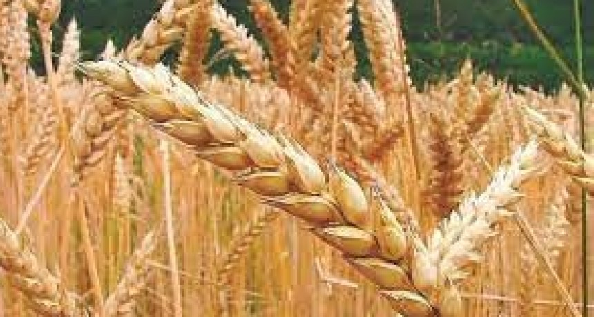 Nuevo ajuste en el precio del trigo: ¿aumentará el pan?