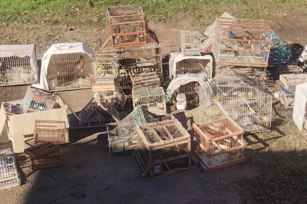 Policía Ambiental rescató a más de noventa aves en Santa Rosa de Calamuchita y Villa Allende
