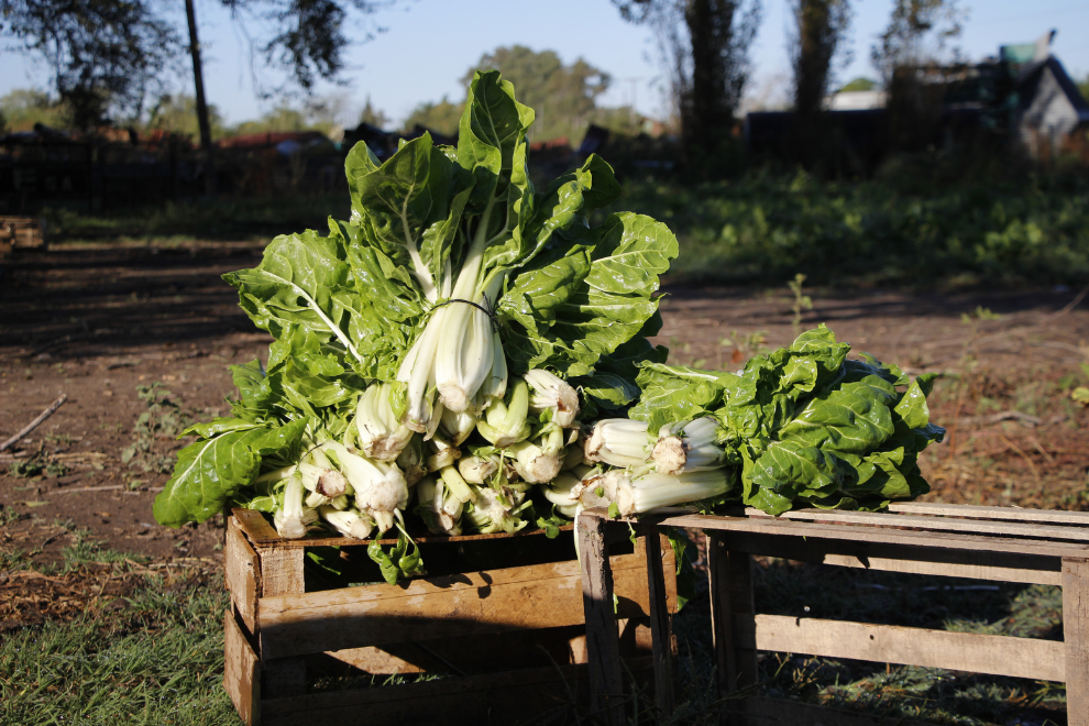 La Huerta en Tu Hogar: Comienza la entrega de semillas de la temporada oto&ntilde;o-invierno.