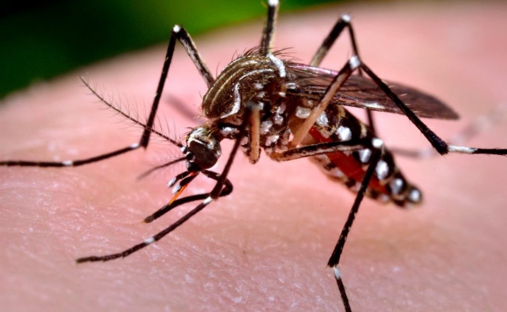 Dengue: Salud realiz&oacute; la &uacute;ltima sala de situaci&oacute;n de la temporada 2025-2026.