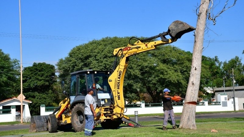 Intervenci&oacute;n municipal: retiran &aacute;rboles deteriorados para reforzar la seguridad vial y peatonal.
