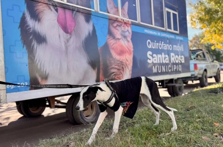 El municipio sigue promoviendo castraciones y vacunaciones de mascotas en los barrios.
