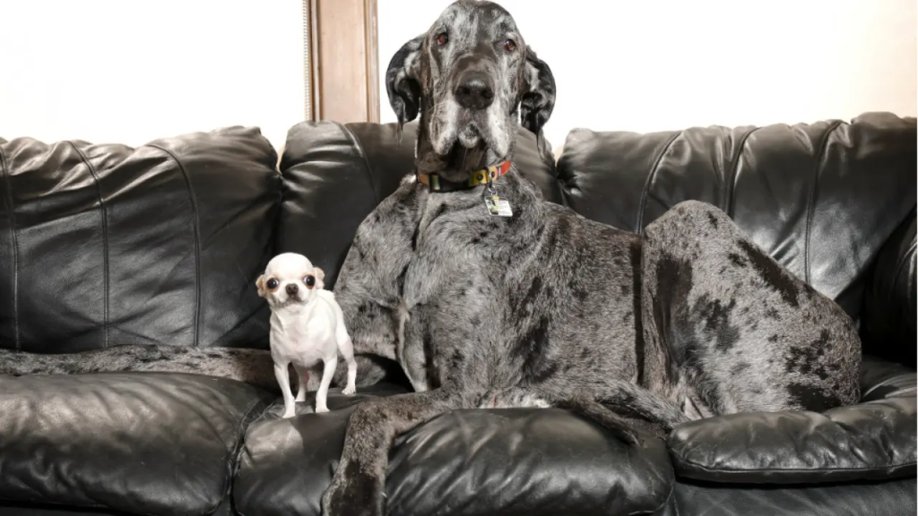 La ciencia explica por qu&eacute; el tama&ntilde;o influye tanto en los a&ntilde;os que vive un perro.
