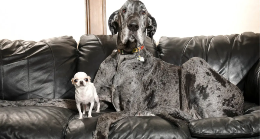 La ciencia explica por qu&eacute; el tama&ntilde;o influye tanto en los a&ntilde;os que vive un perro.