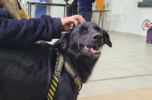 Difunden el cronograma de castraciones durante el mes de agosto.