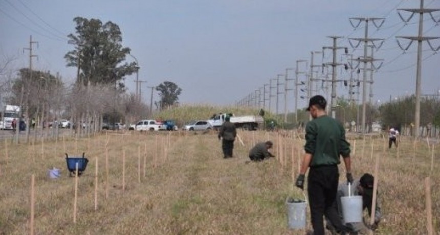 Parque Industrial: plantan 1000 ejemplares de algarrobo y proyectan crear un vivero