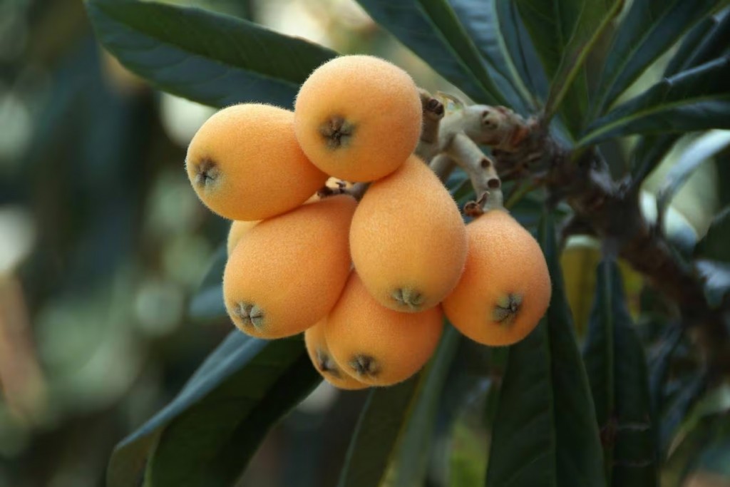 La mejor fruta para cuidar el hígado, bajar el colesterol y combatir el estreñimiento