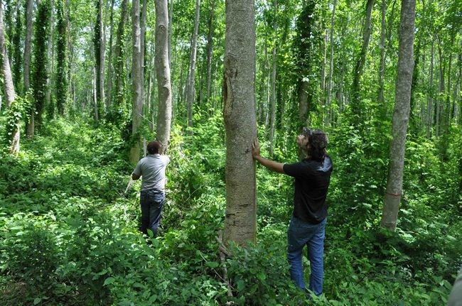 Argentina aún conserva 46,5 millones de hectáreas de bosques: es tiempo de regenerar