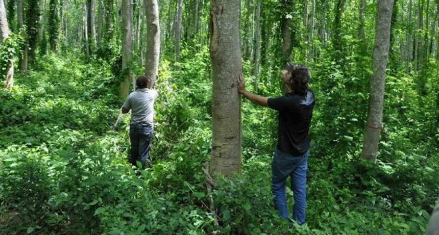 Argentina aún conserva 46,5 millones de hectáreas de bosques: es tiempo de regenerar