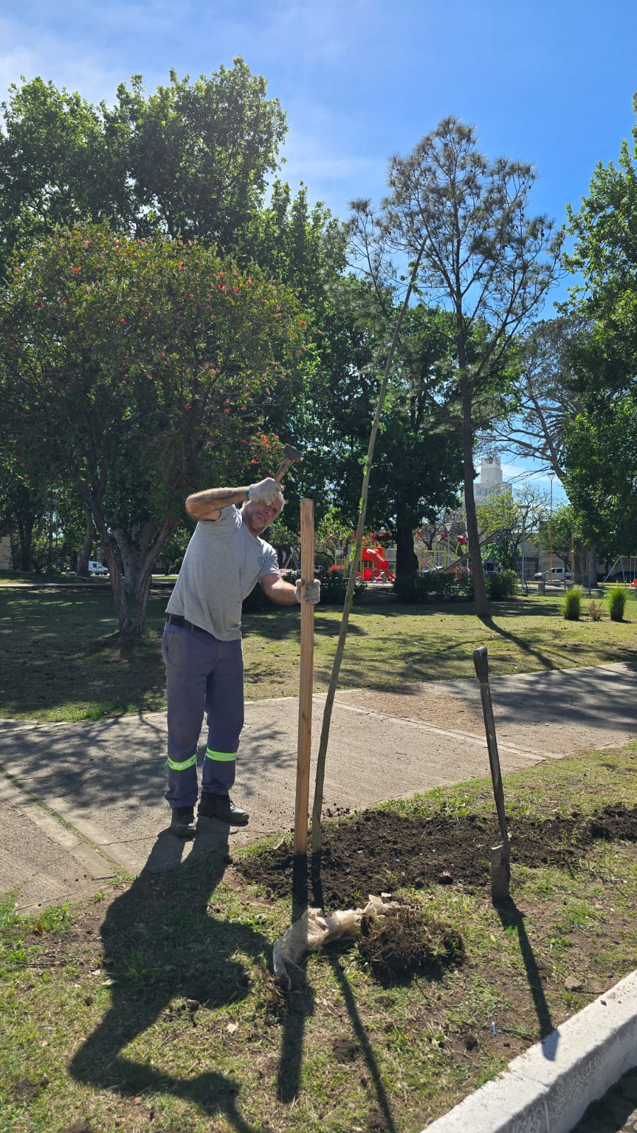 Se realiza intensa plantaci&oacute;n de ejemplares del arbolado urbano en plazas y espacios p&uacute;blicos de la ciudad