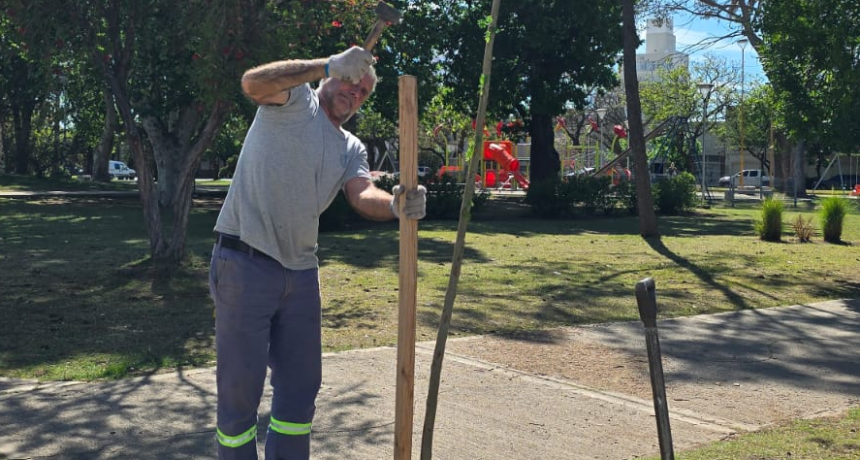 Se realiza intensa plantaci&oacute;n de ejemplares del arbolado urbano en plazas y espacios p&uacute;blicos de la ciudad