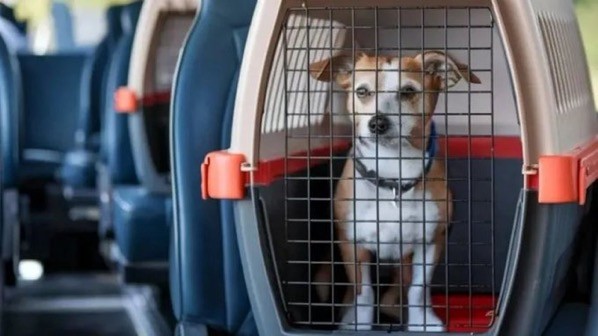 Viajar con mascotas en micros de larga distancia: las empresas analizan implementarlo