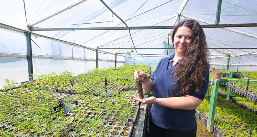 Gen Nativo: Cómo funciona el “multiplicador” de árboles para forestar campos cordobeses